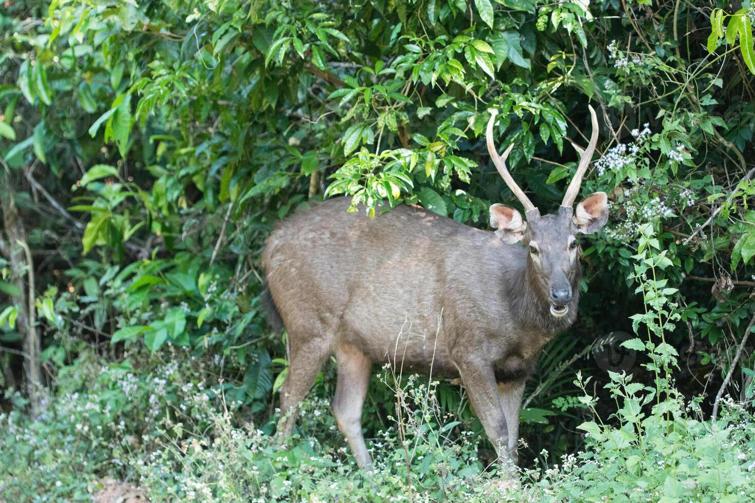 sambar rådjur i nationalparken khao yai foto