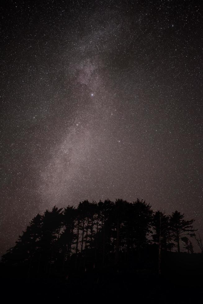 silhuett av träd under en stjärnklar natt foto