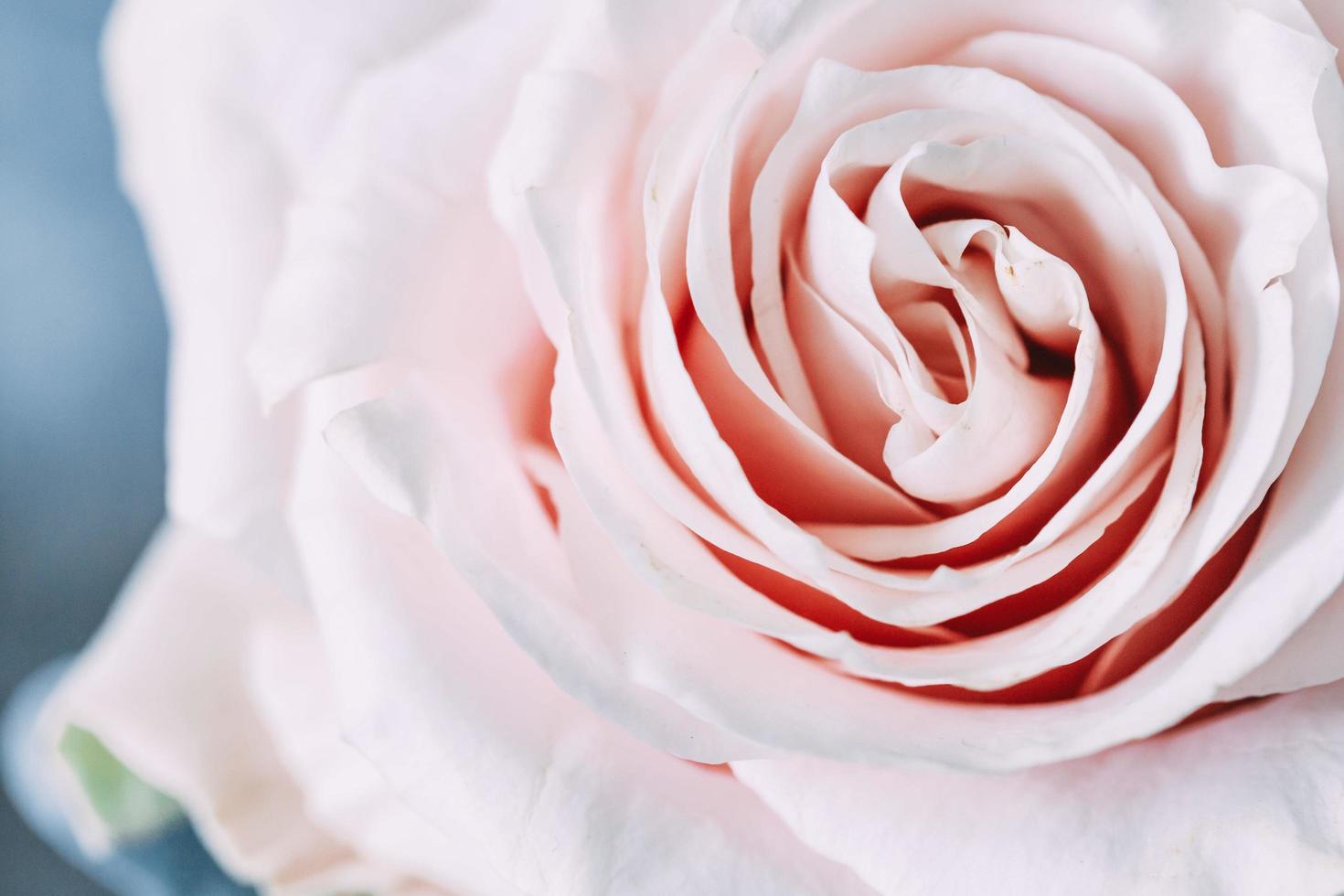 närbild av en rosa ros foto