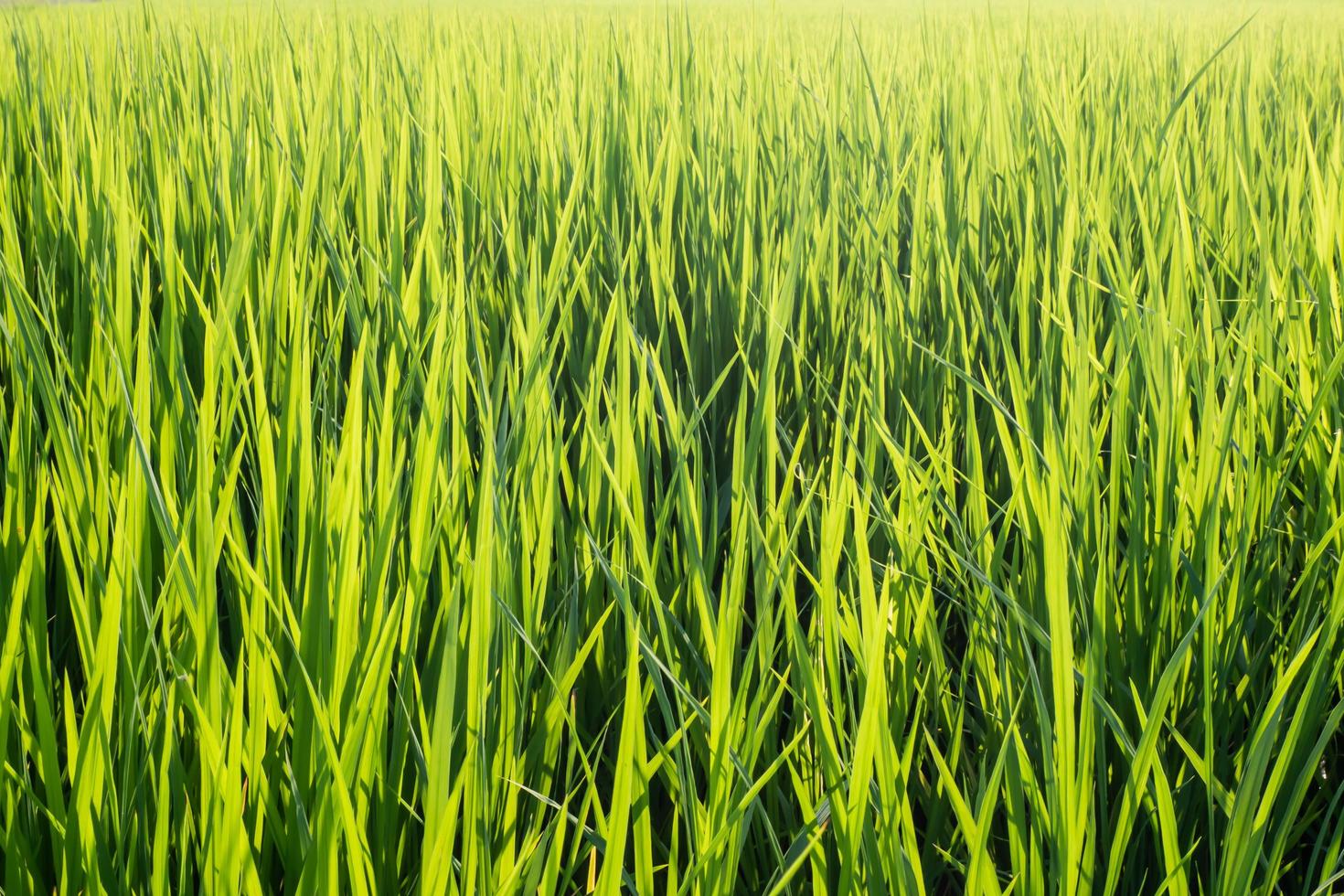 levande grönt gräs foto