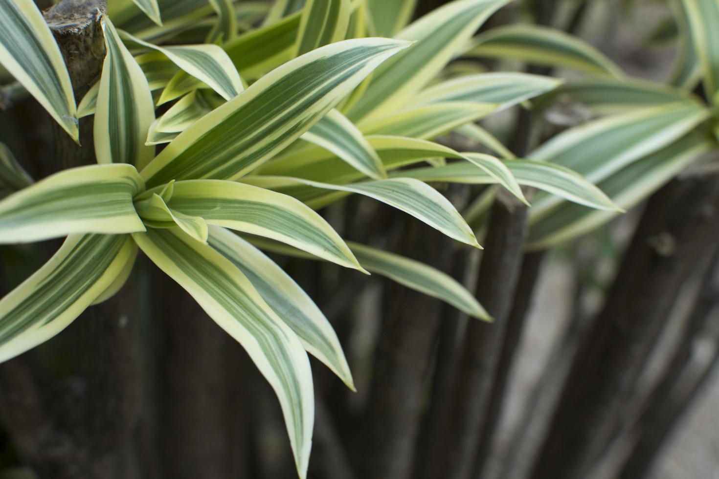 närbild av dracaena gröna blad foto