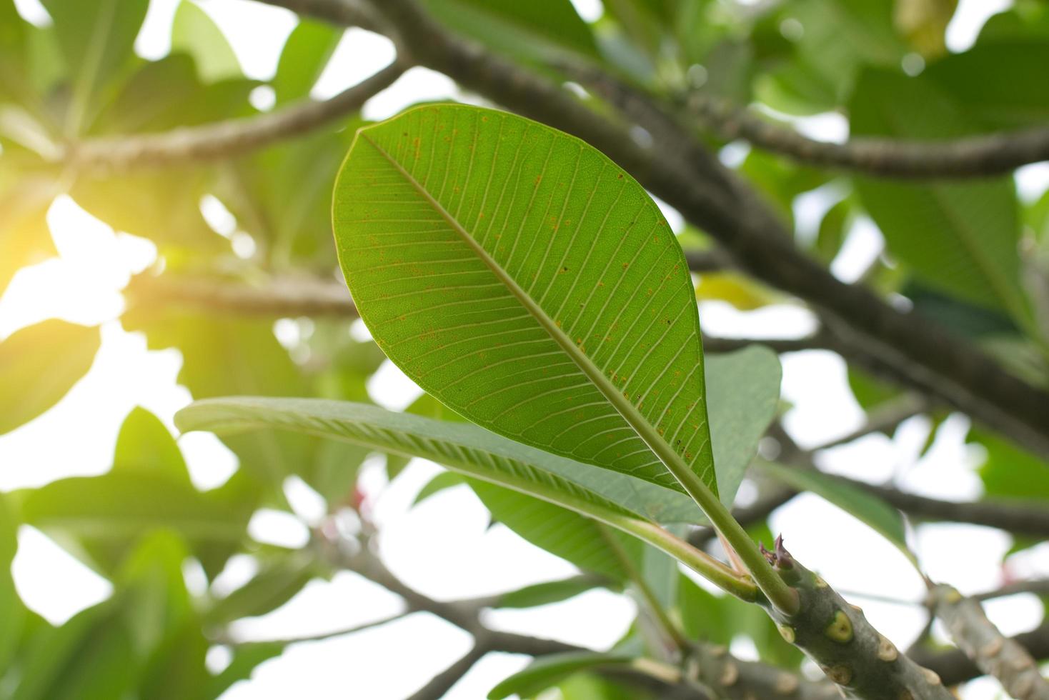 närbild av plumeria löv foto