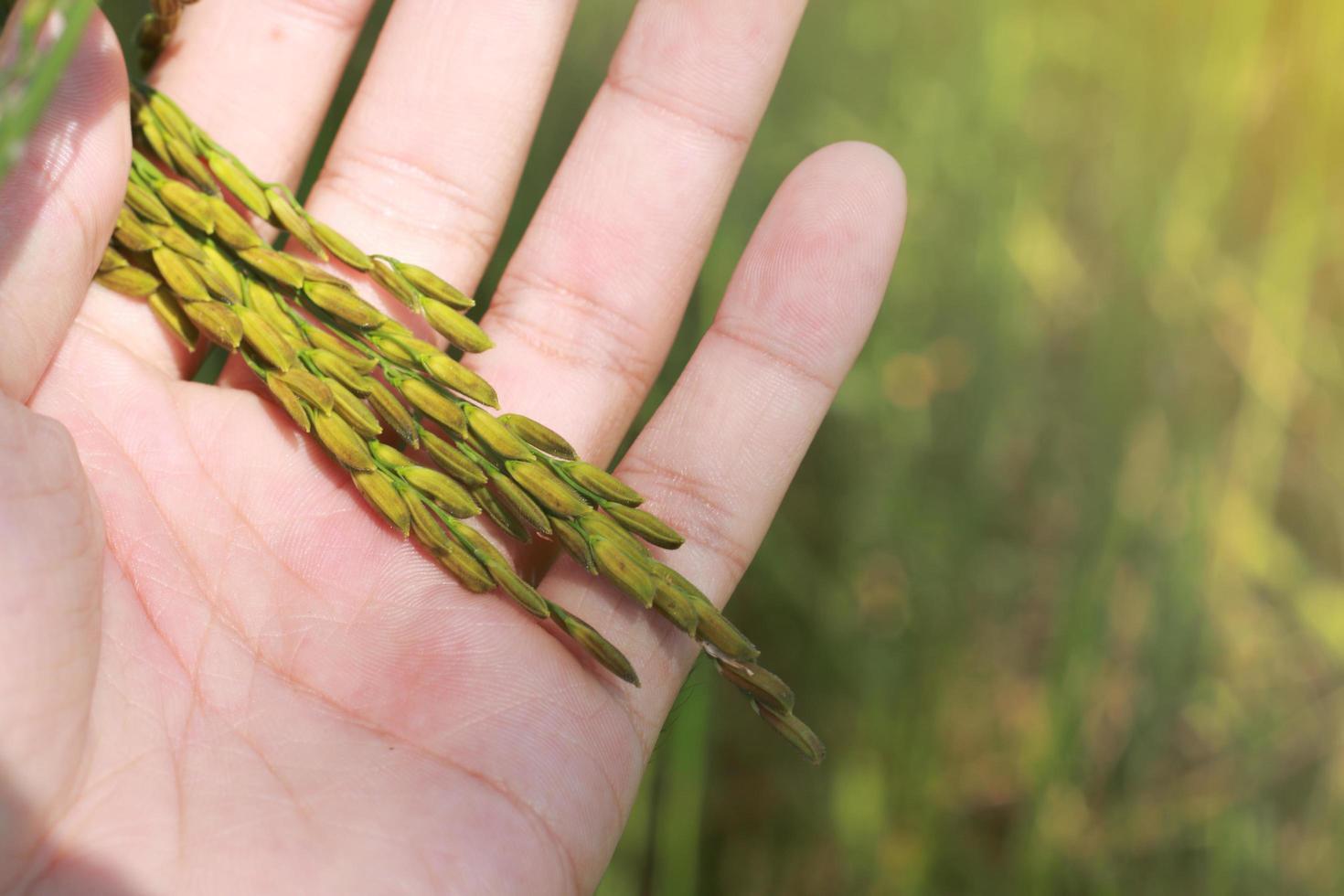 hand som håller färskt ris med gröna blad bakgrundsbild upp foto