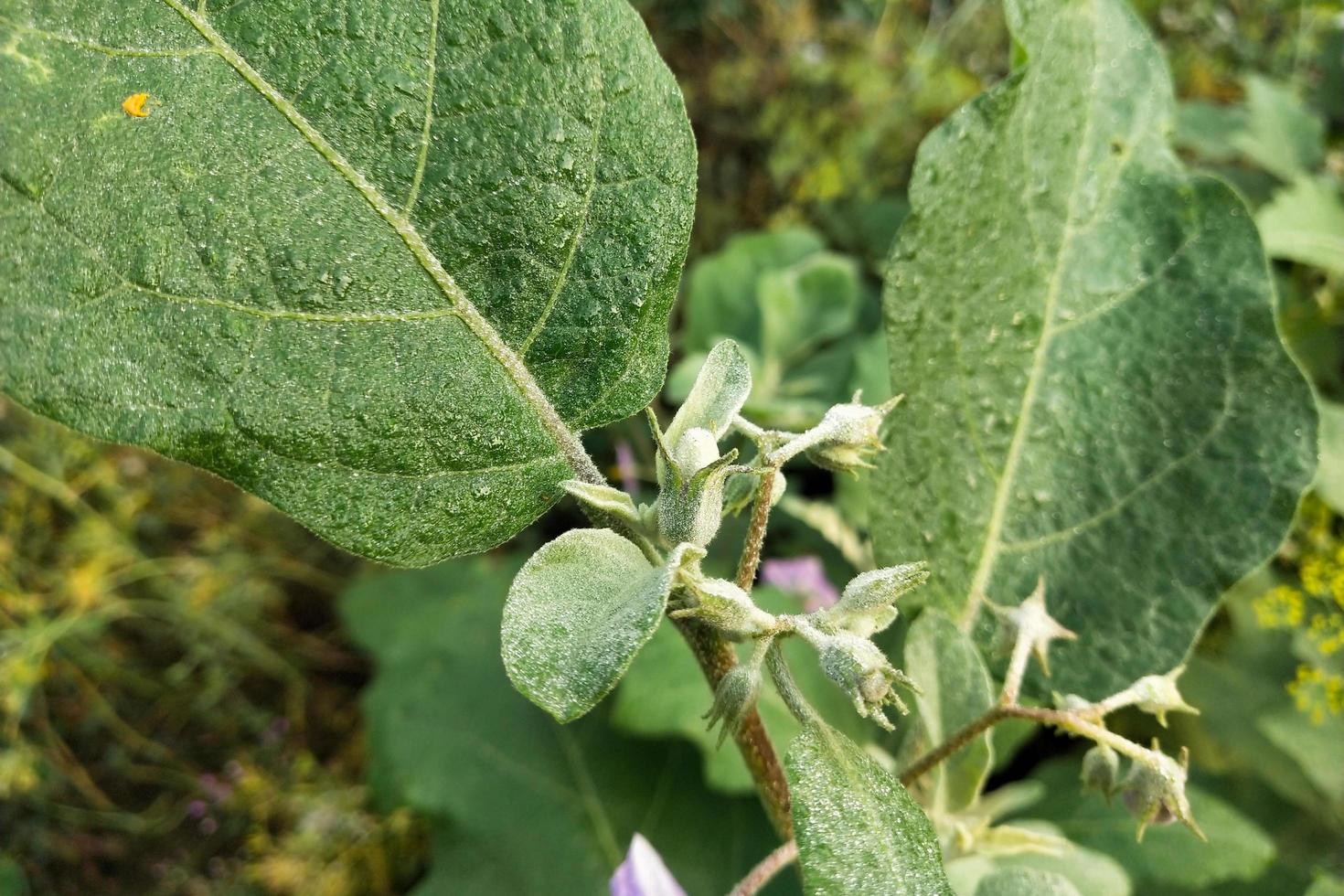 närbild av en aubergine foto