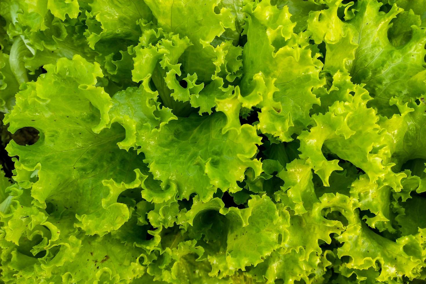 färsk grön sallad i trädgården för bakgrund foto