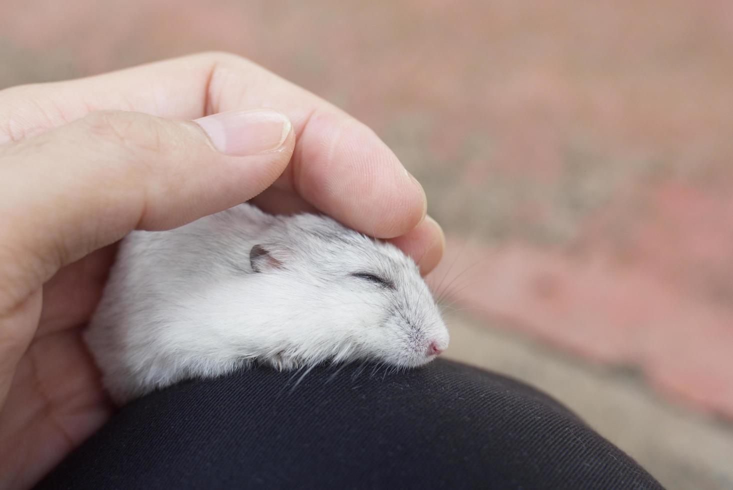 person som håller en hamster foto