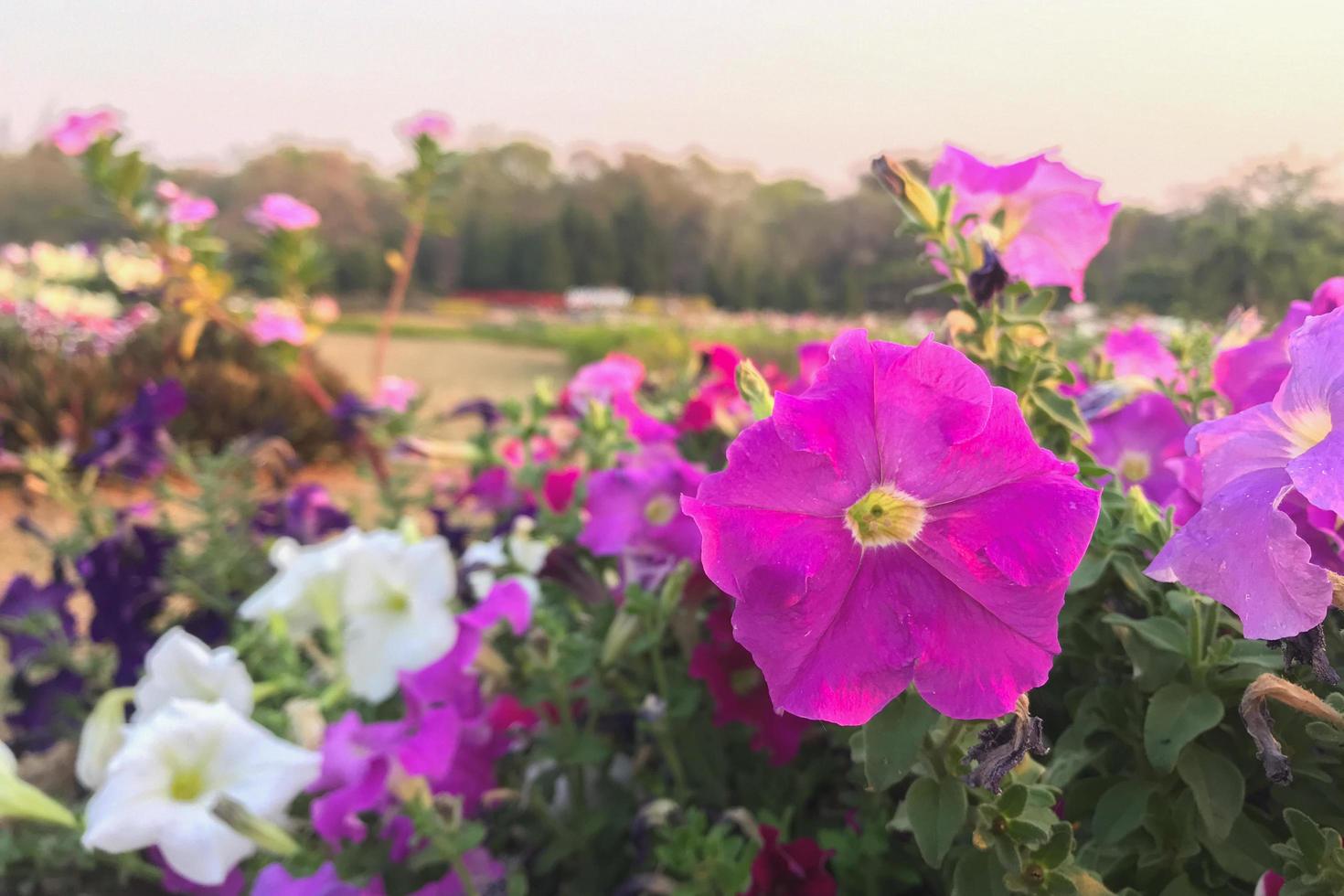 rosa och vita petunia blommor foto