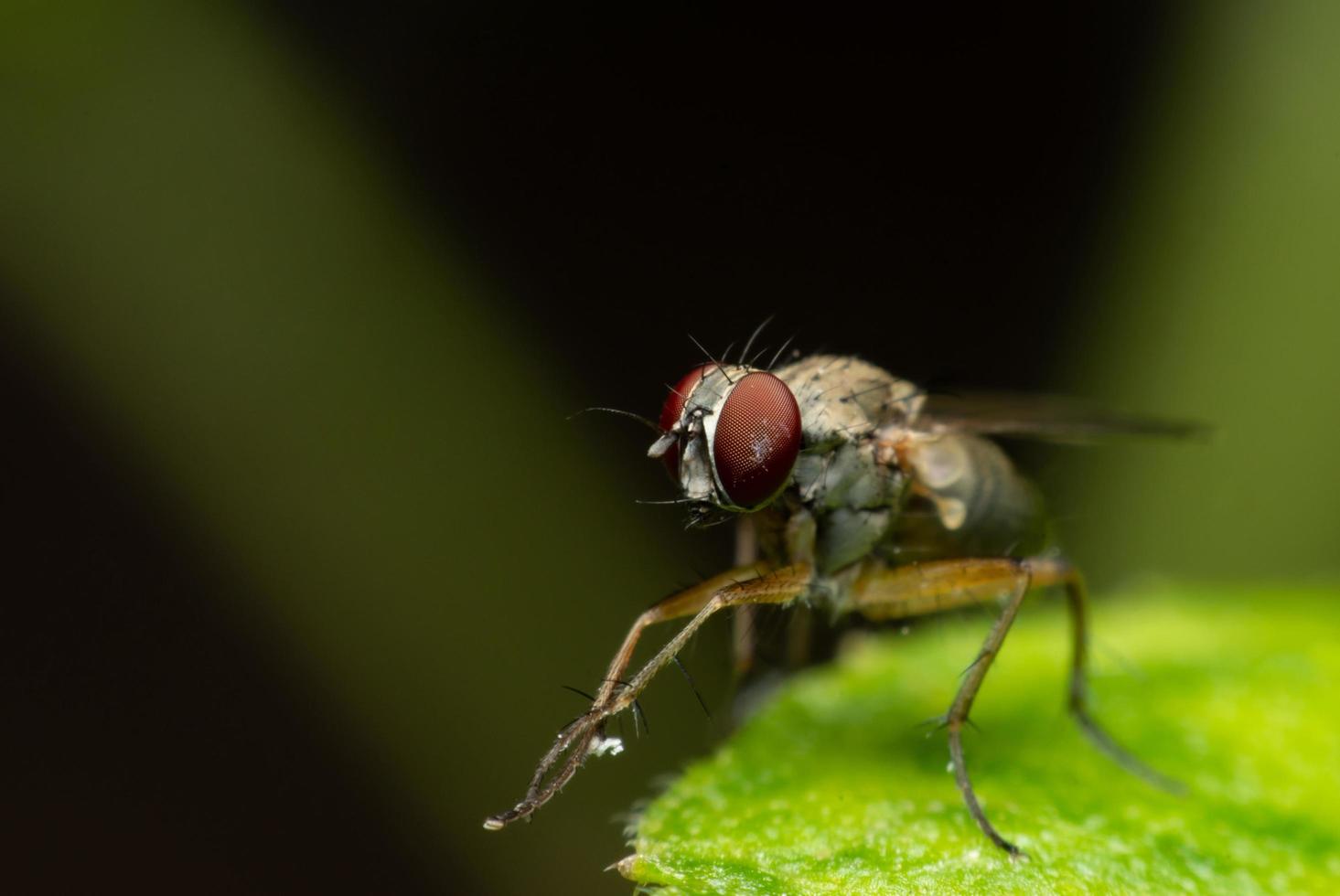 fluga uppflugen på grönt blad på svart bakgrund foto