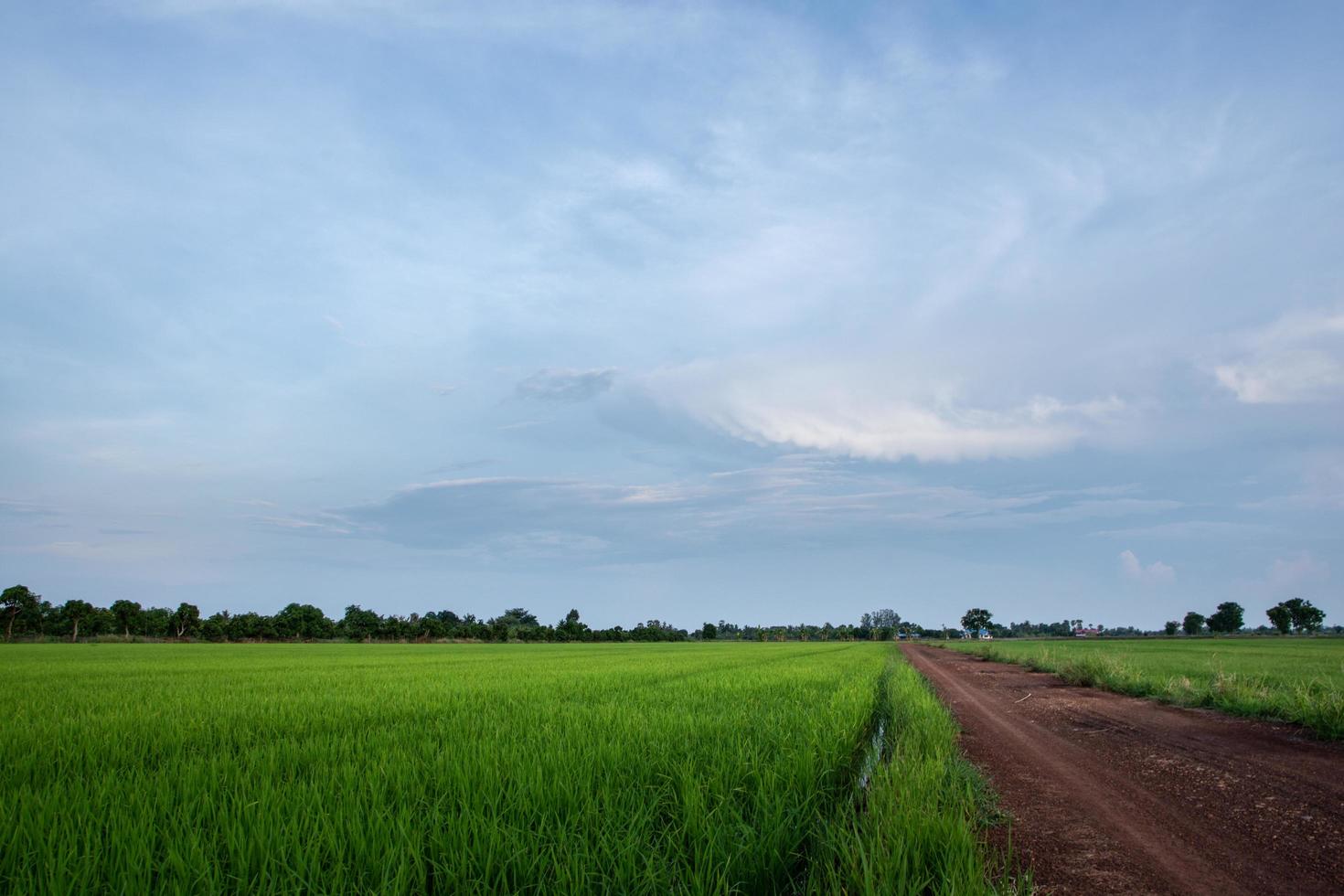 risfält i Thailand foto