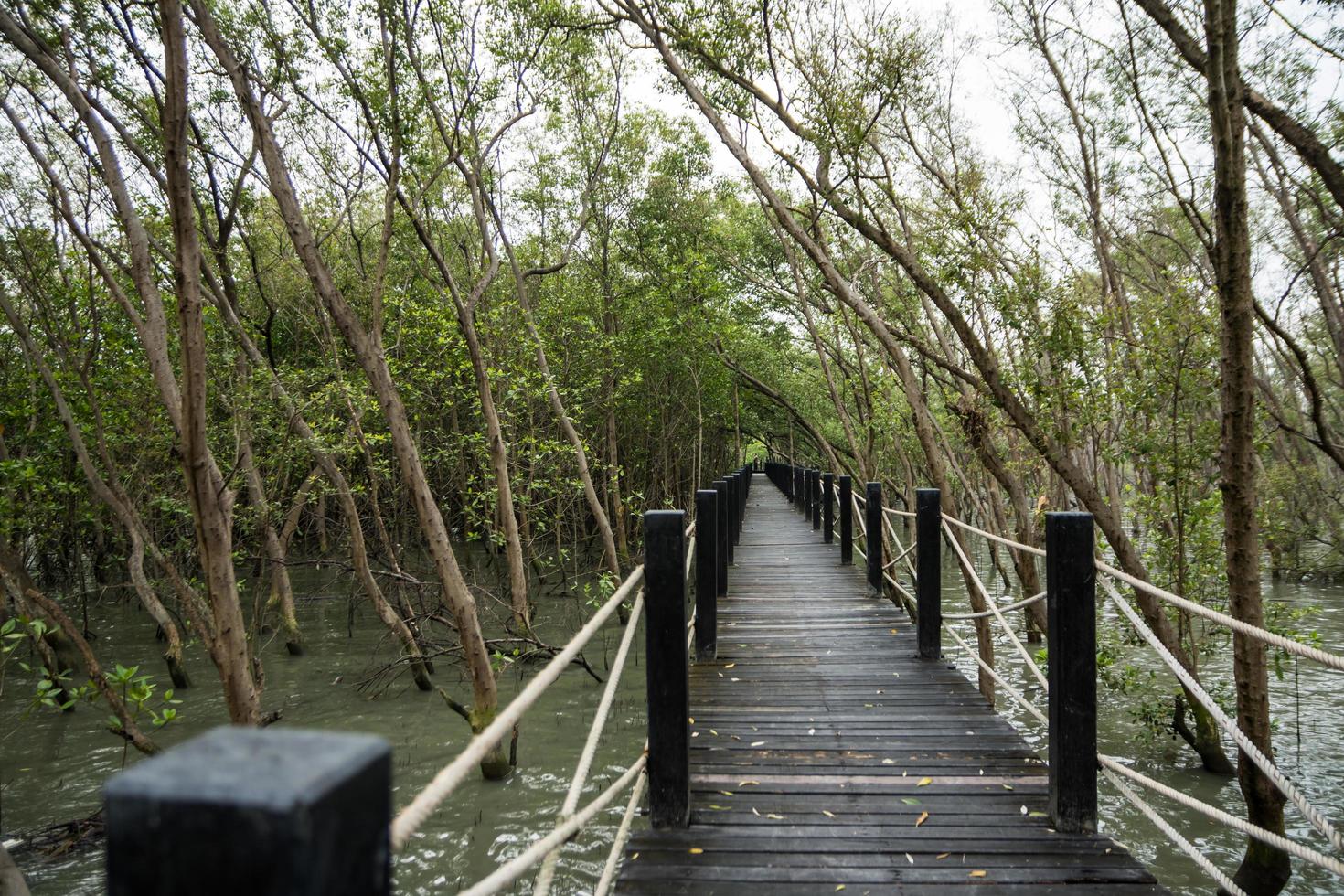 gångväg i mangroveskogen foto