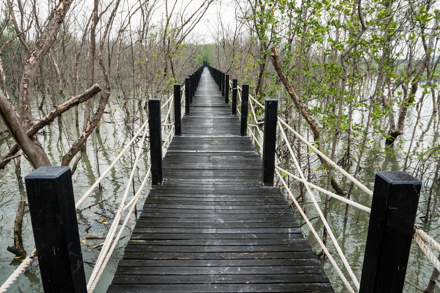gångväg i mangroveskogen foto