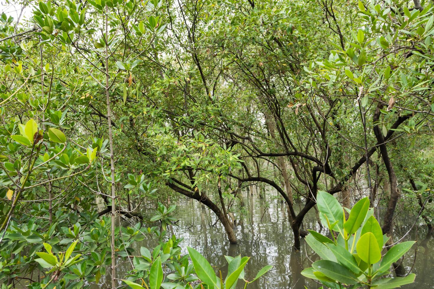 mangroveskog i Thailand foto