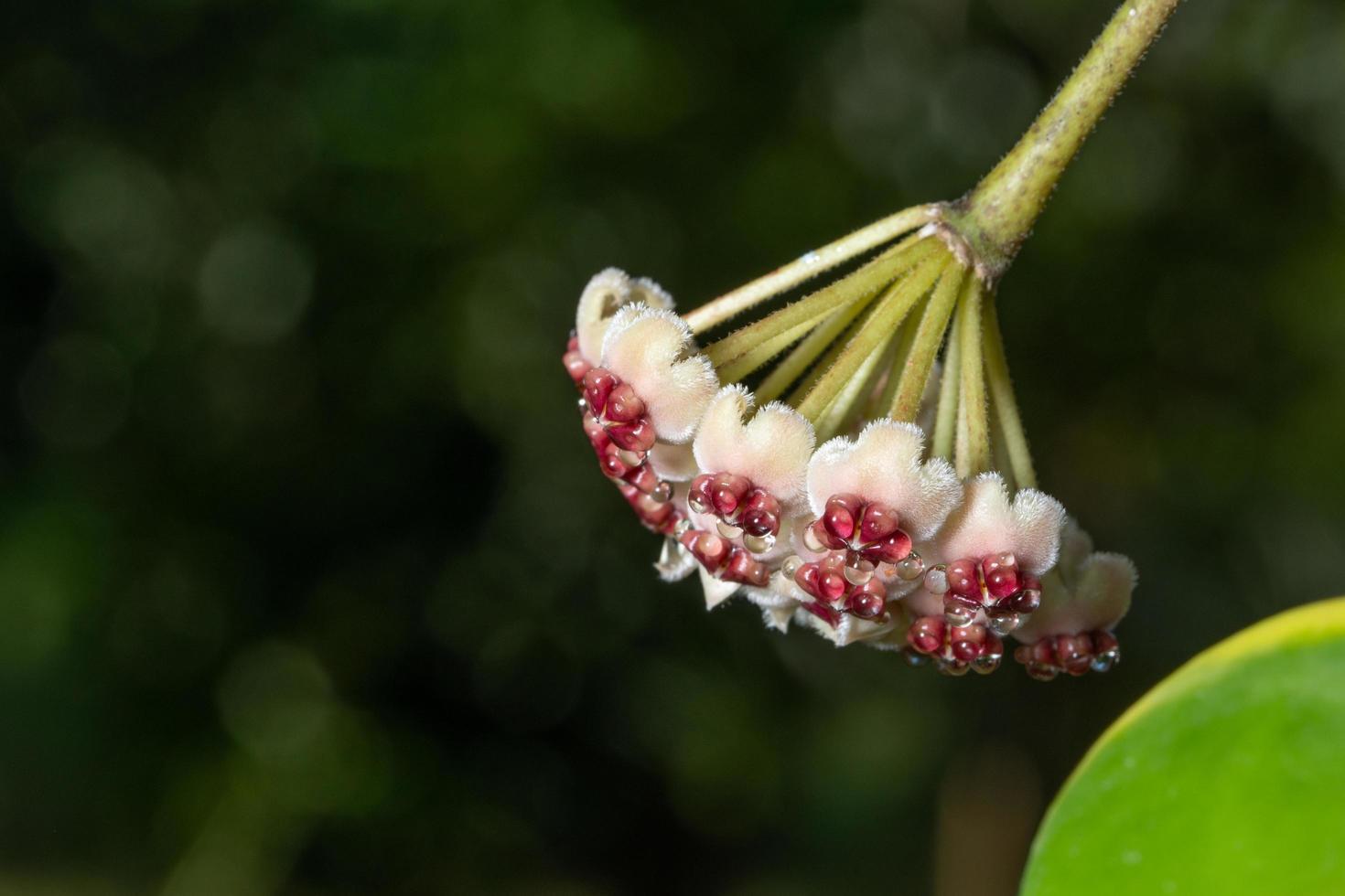 hoya blomma närbild foto