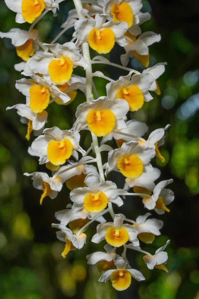 vita och gula orkidéblommor foto