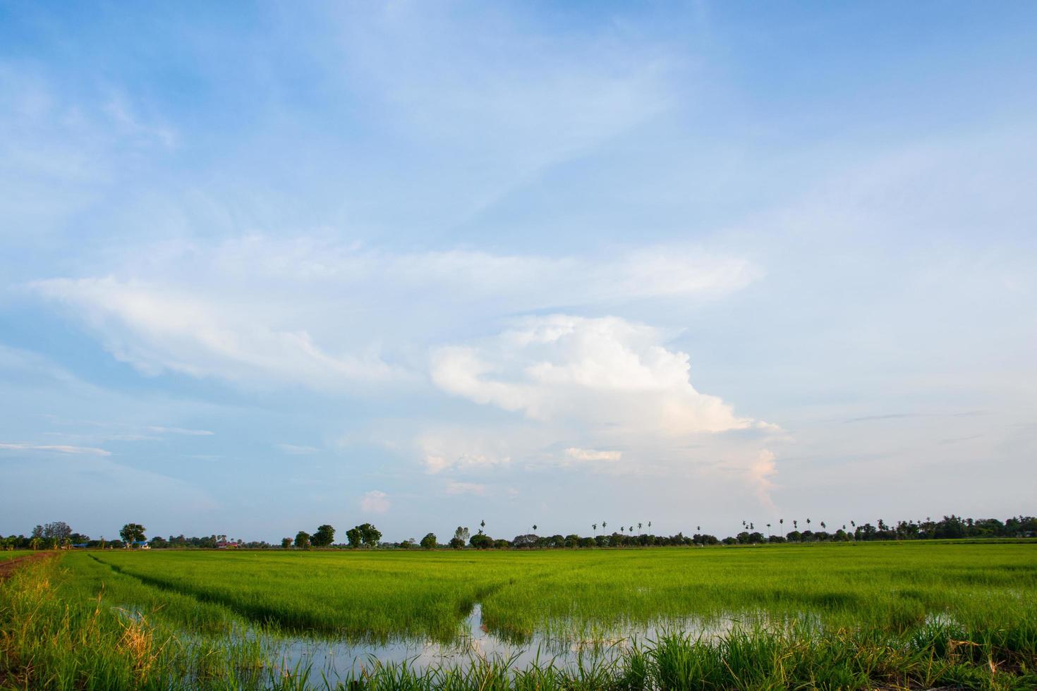 risfält i Thailand foto