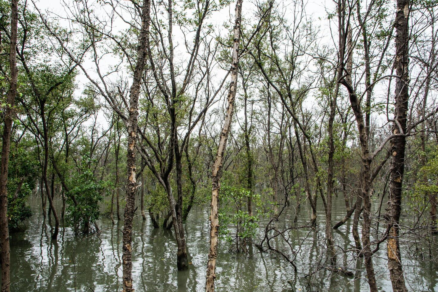 mangroveskog i vattnet foto