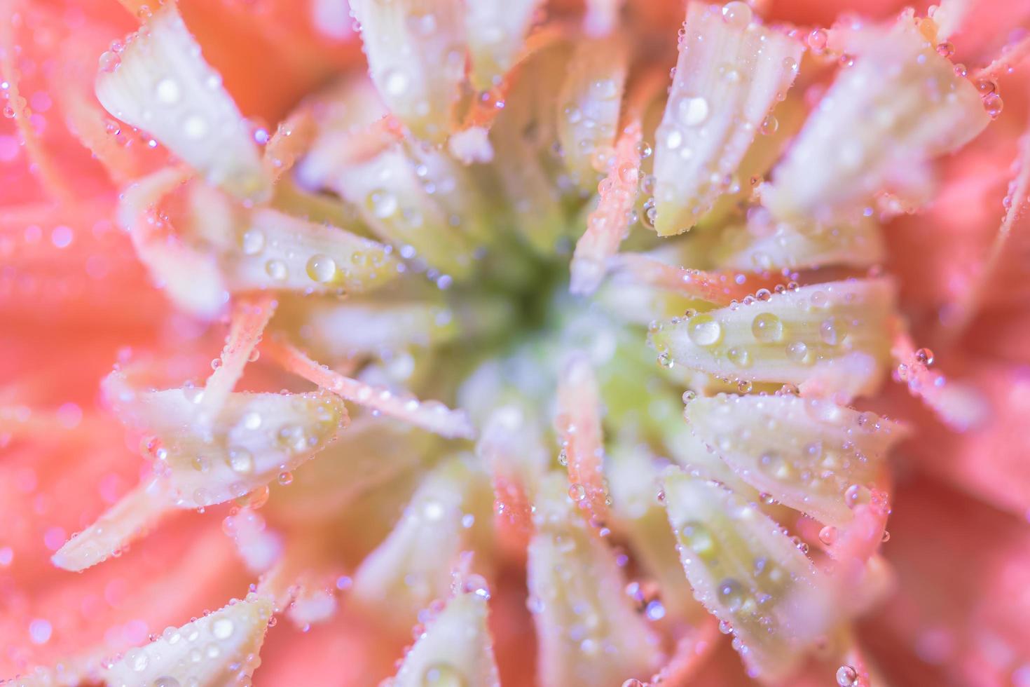 vattendroppar på rosa gerbera foto