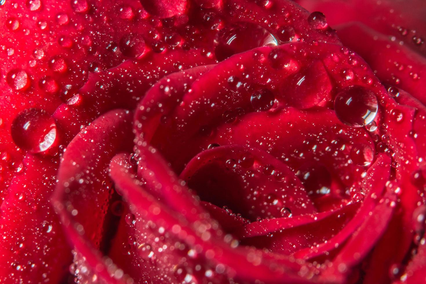 vattendroppar på en röd ros foto