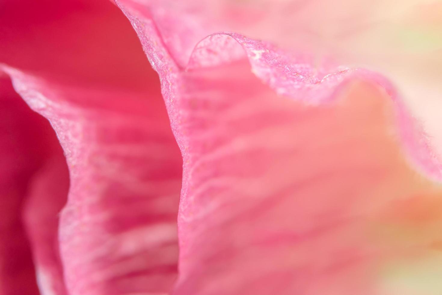 rosa blomma bakgrund foto