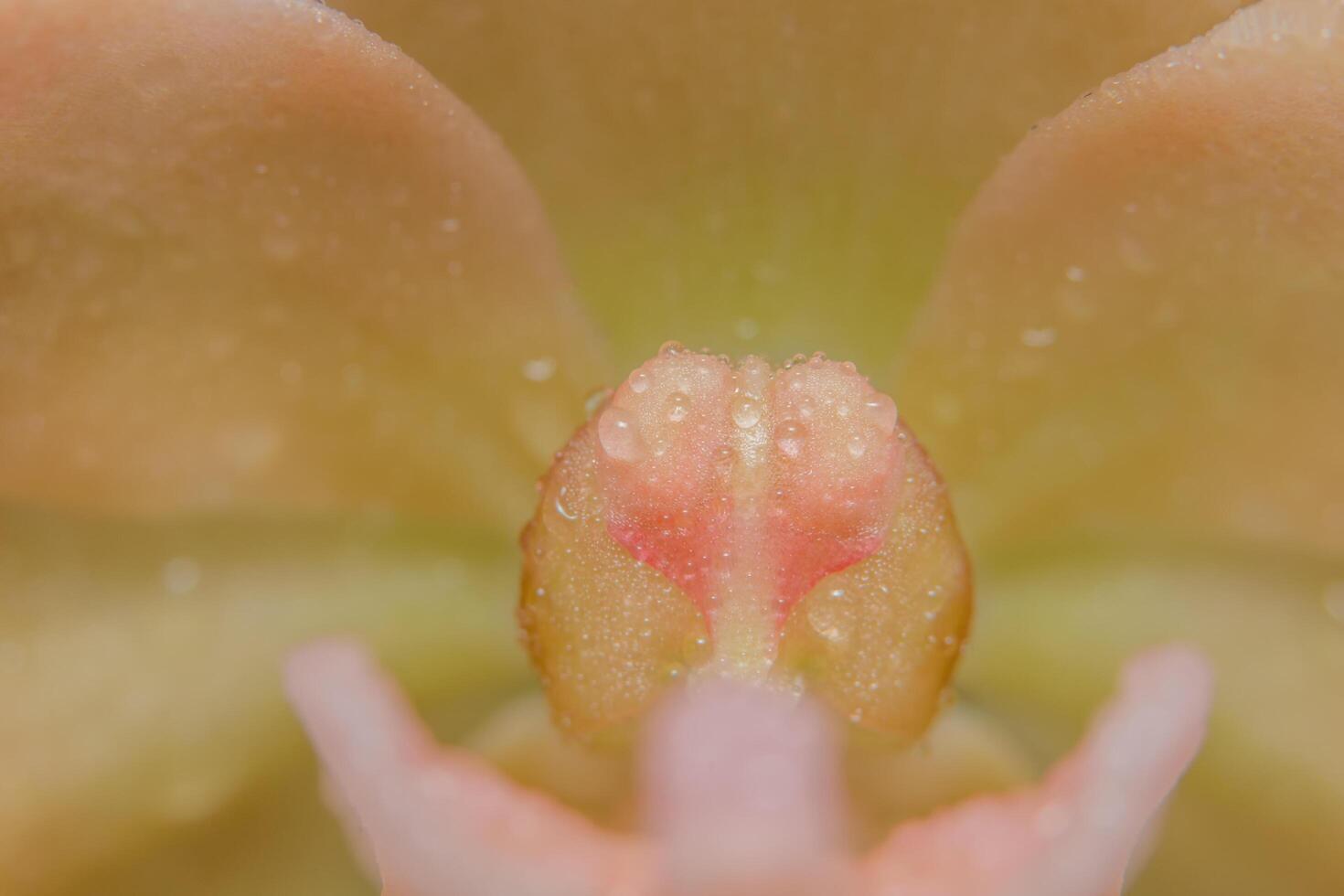 blomma närbild bakgrund foto