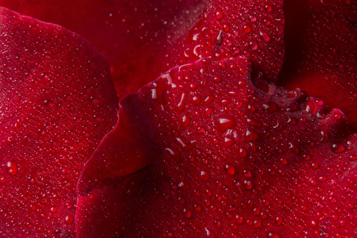 vattendroppar på en röd ros foto