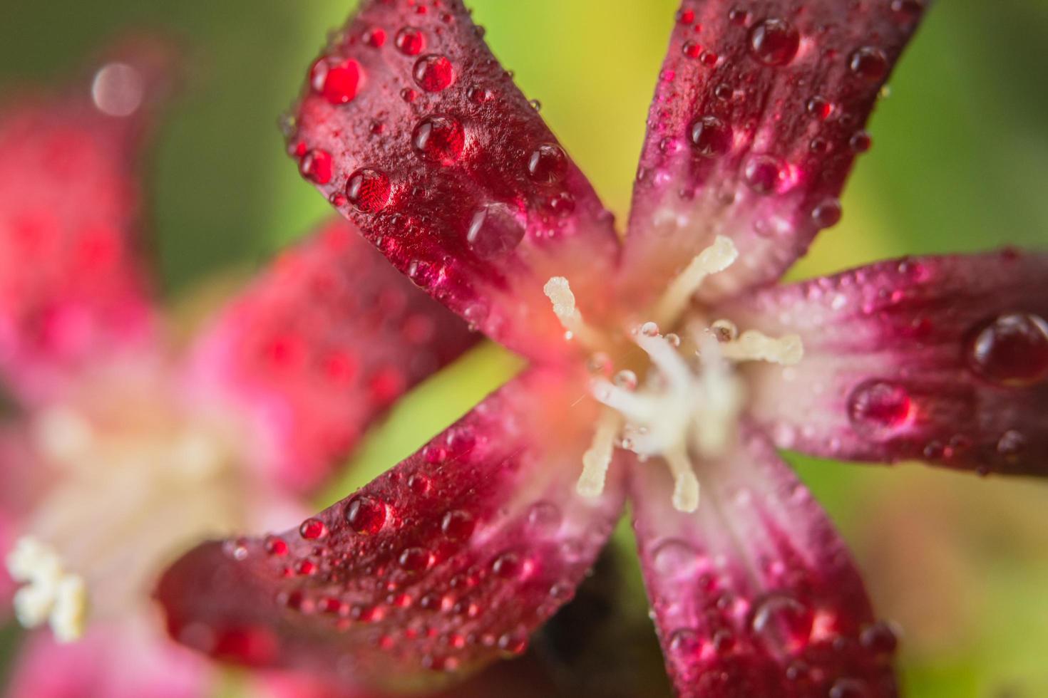 röd blomma närbild foto