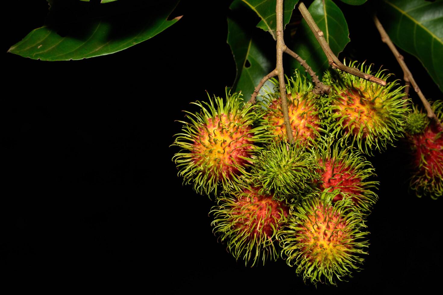 rambutans på svart bakgrund foto