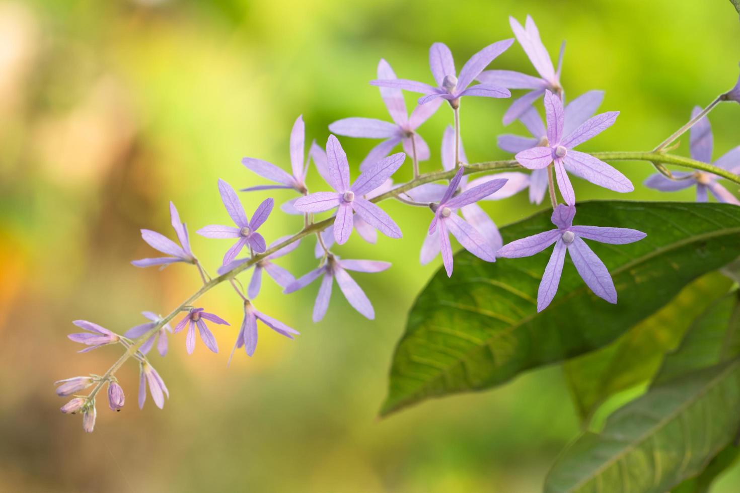 lila blomma bakgrund foto