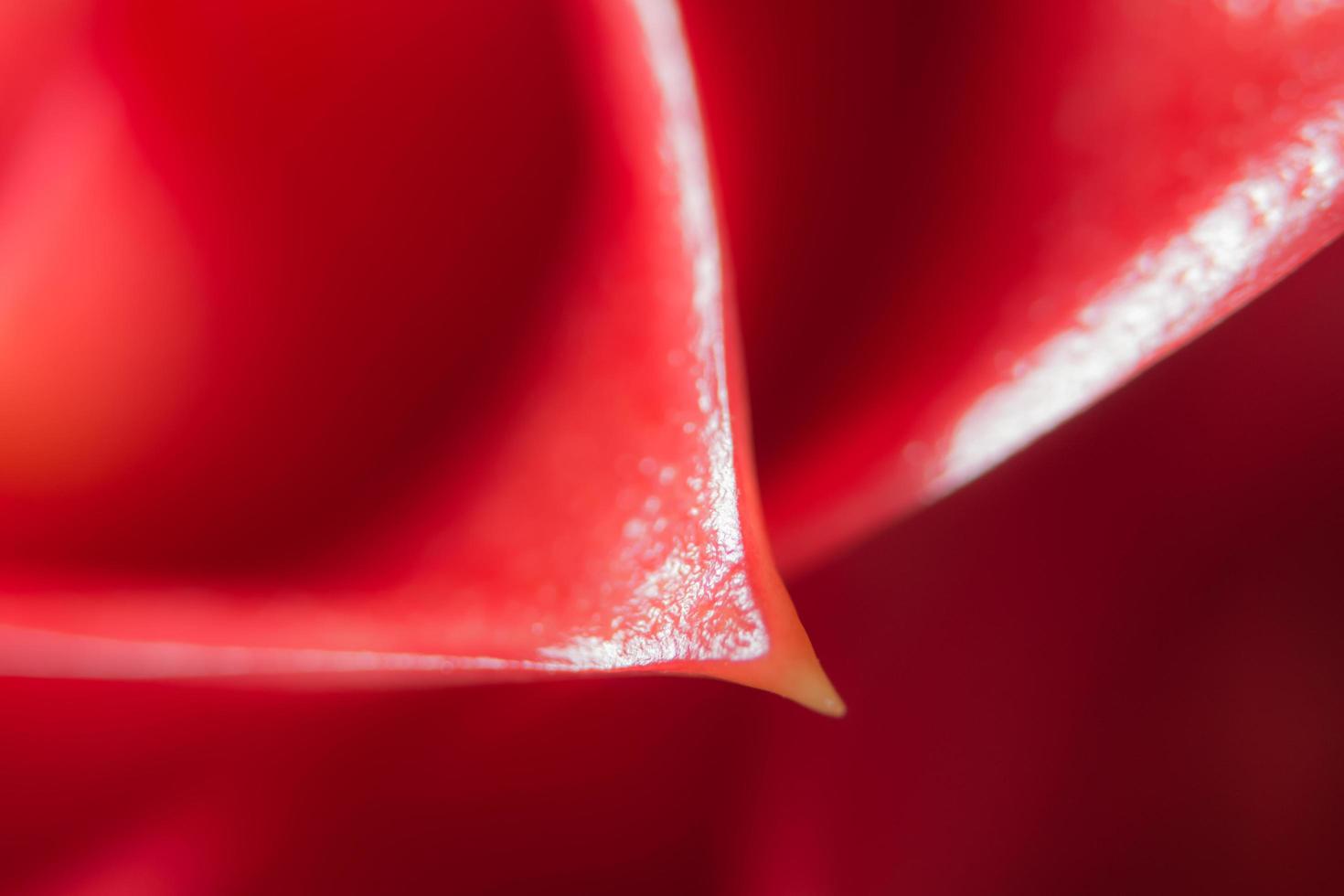 röd blomma närbild foto