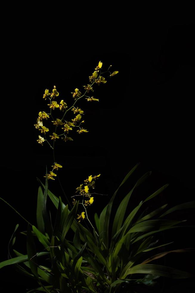 gul blomma på svart bakgrund foto