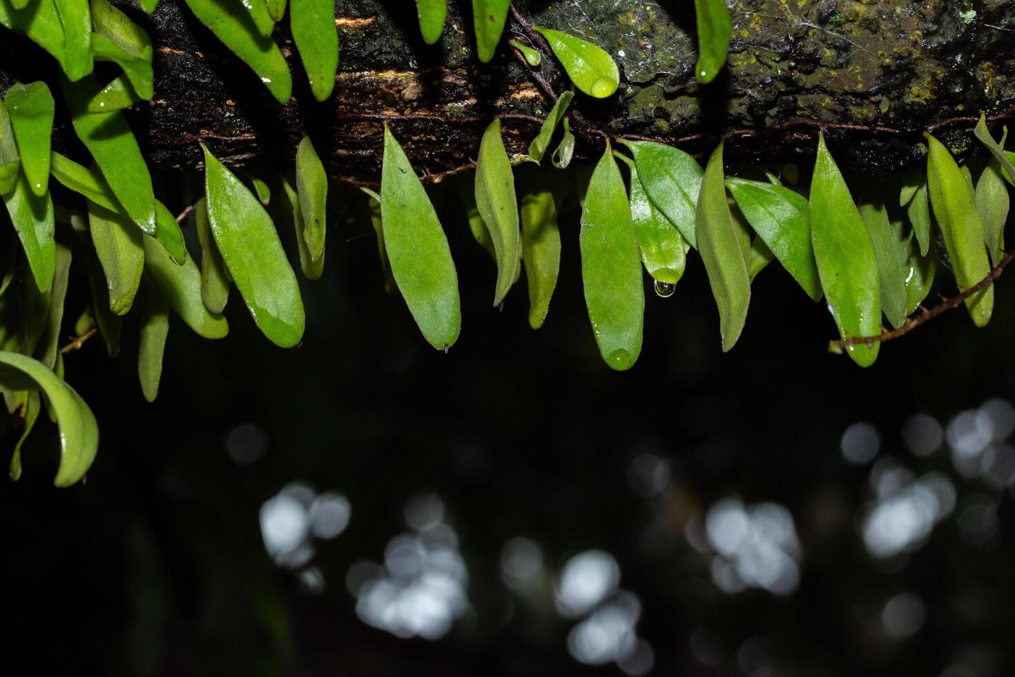 gröna blad på trädet foto