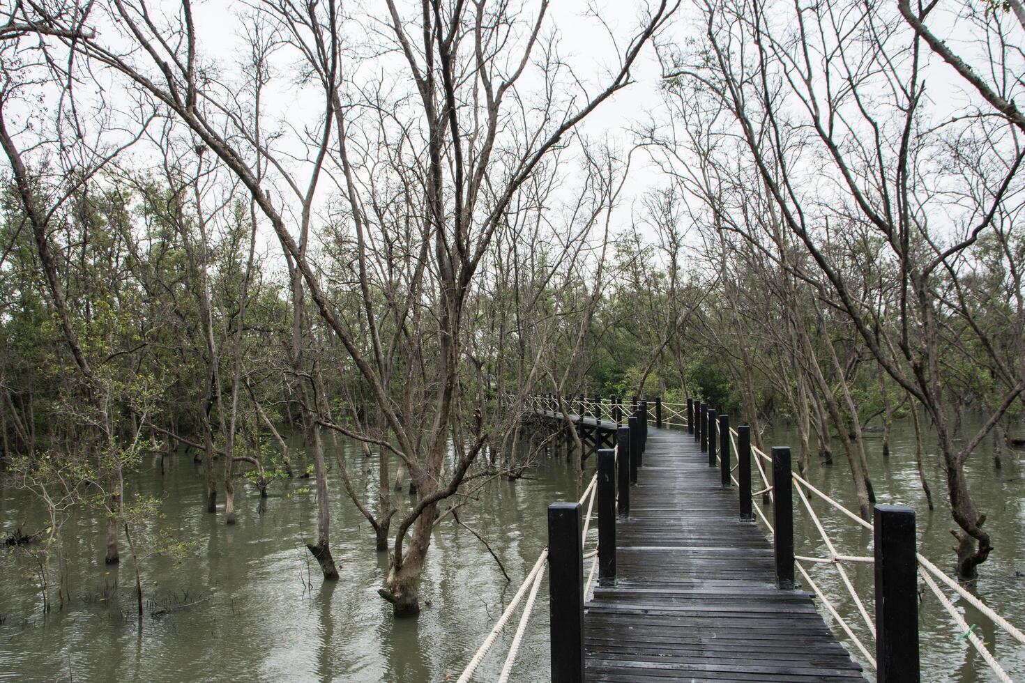 gångväg i mangroveskogen foto