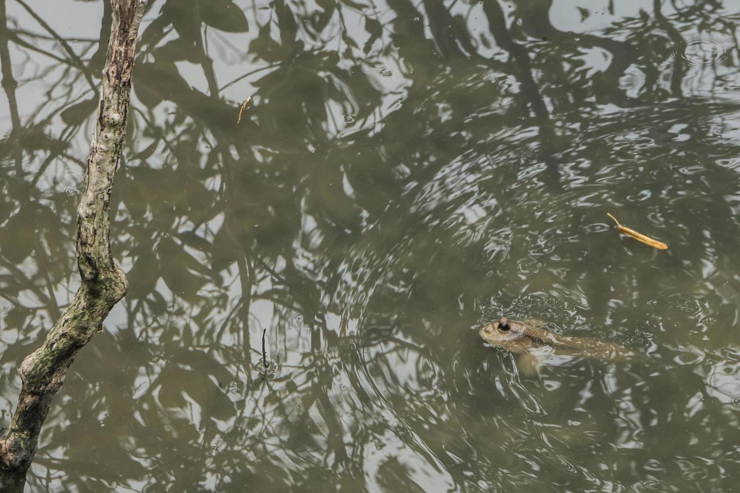 mudskipper i vattnet foto