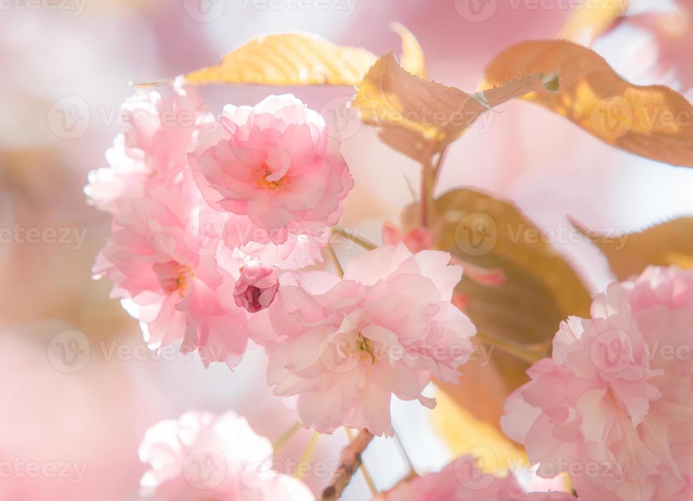 sakura körsbärsblomma foto