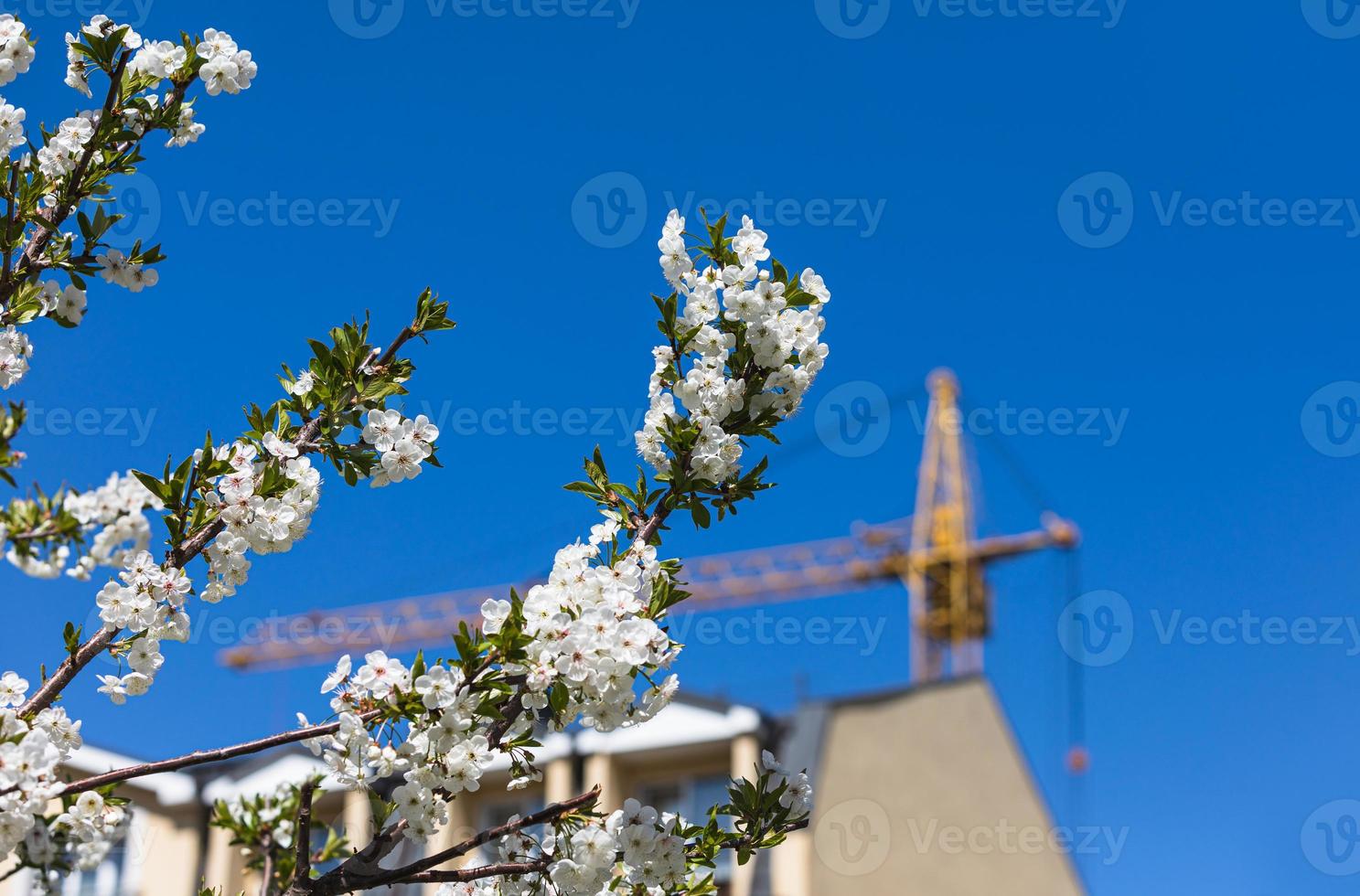 konstruktion kran med en vår blommande träd foto