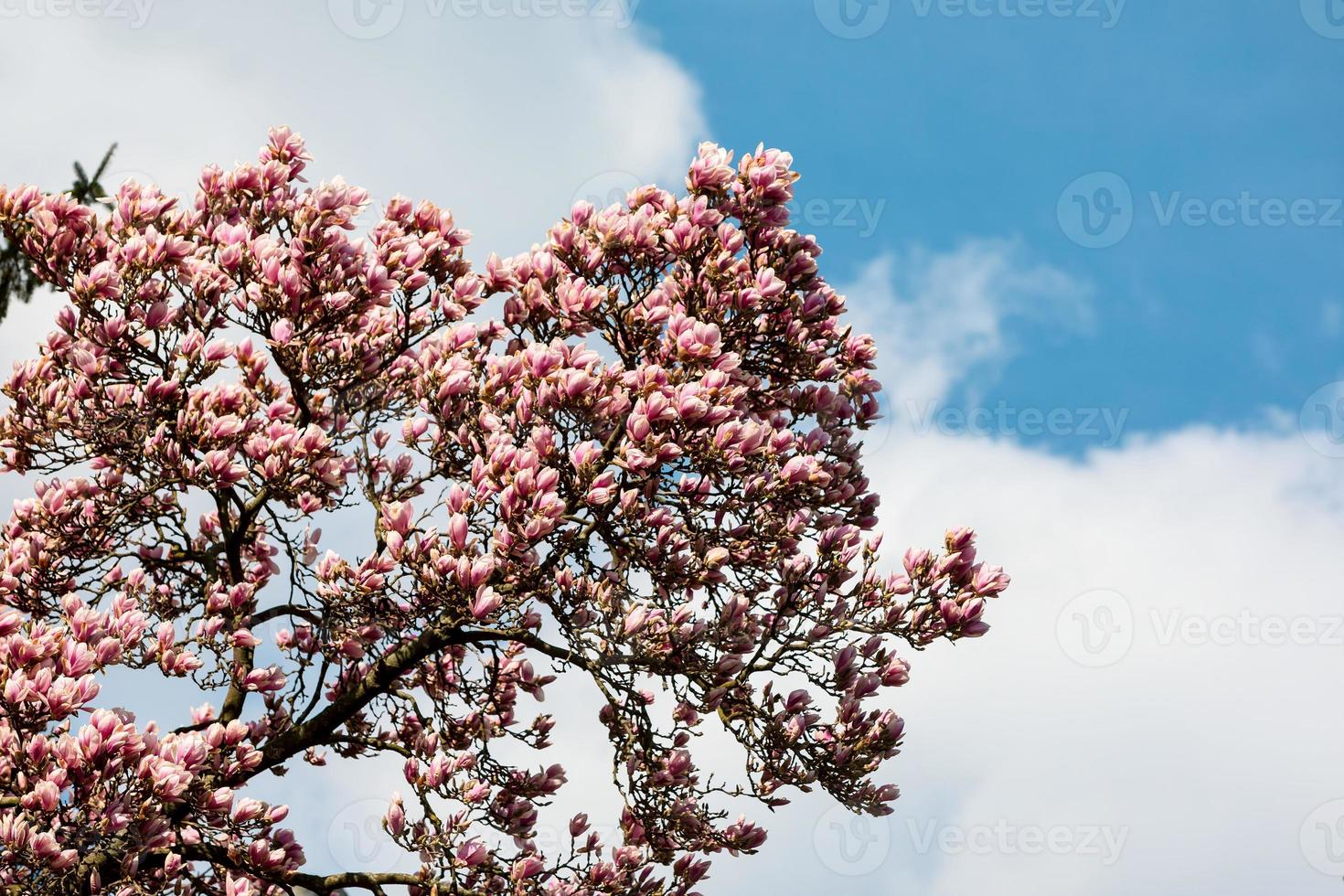 magnolia träd blomma. foto