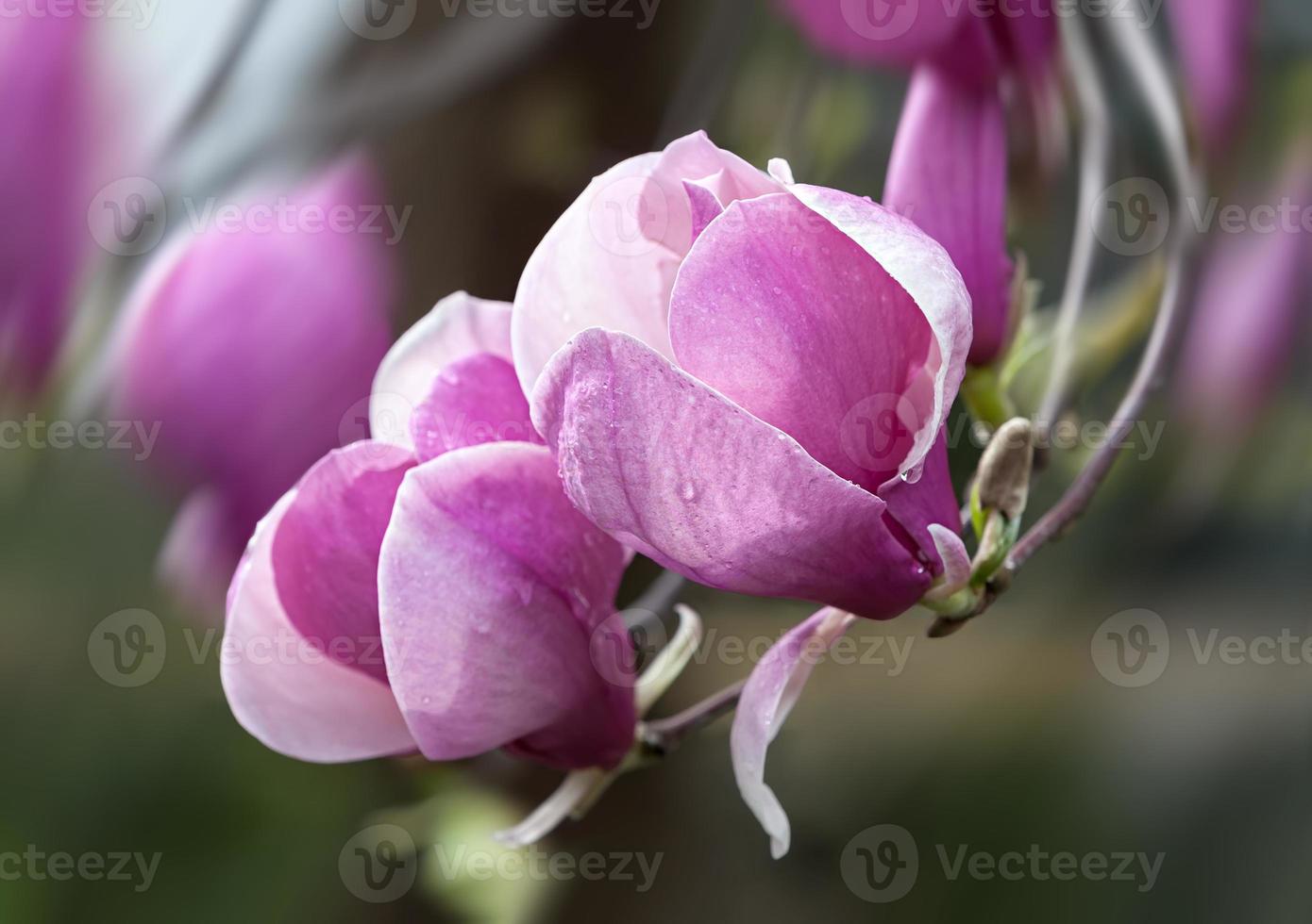 blommande magnolia blommor foto