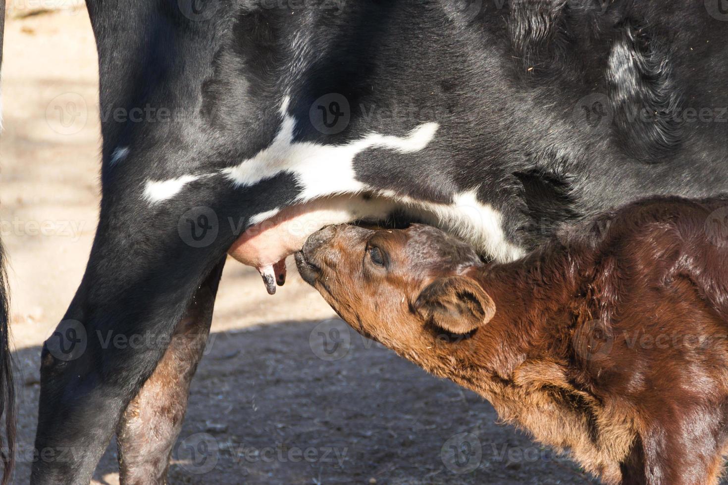kalv skickade mjölk från de ko i de fält foto
