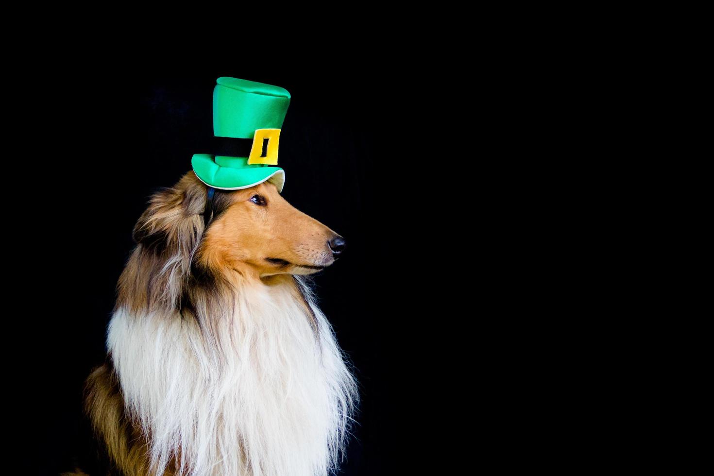 porträtt av en grov collie hund med helgon Patricks dag topp hatt foto