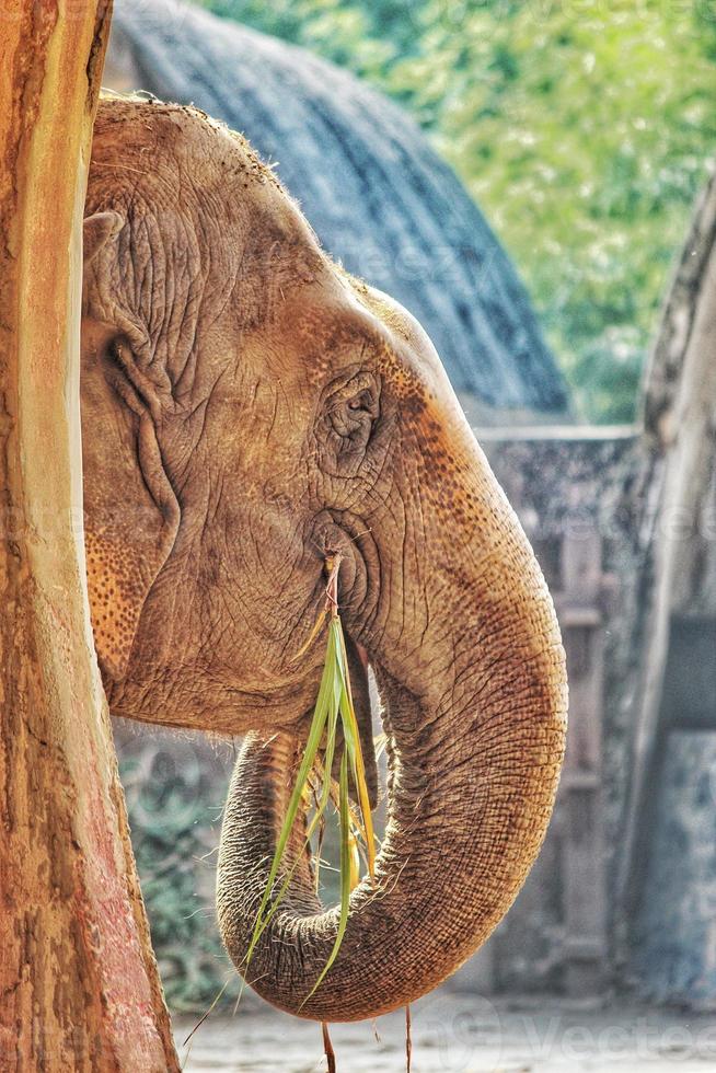 vertikal skott av ett förtjusande elefant i de Zoo foto