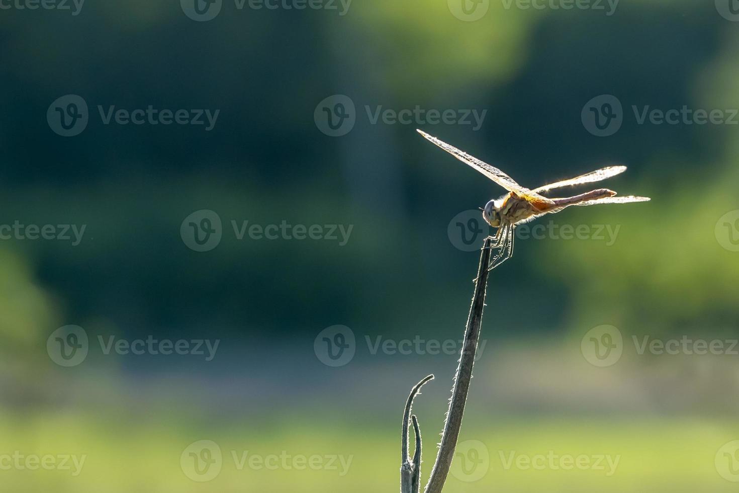 öppen vingar blå trollslända makro foto