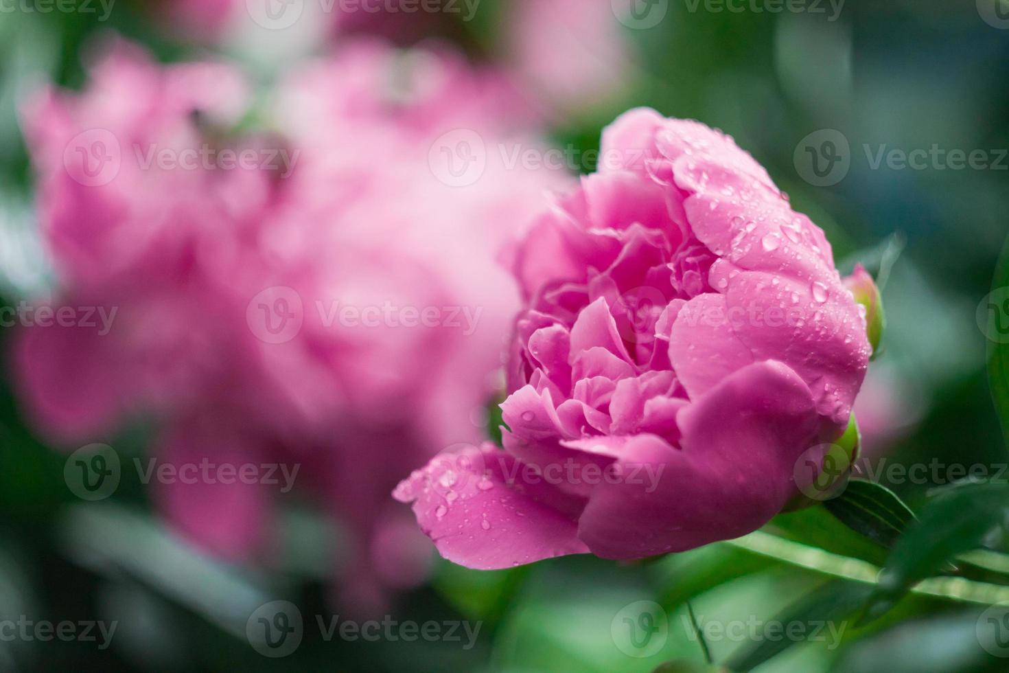 stänga upp rosa pion blomma med vatten droppar begrepp Foto