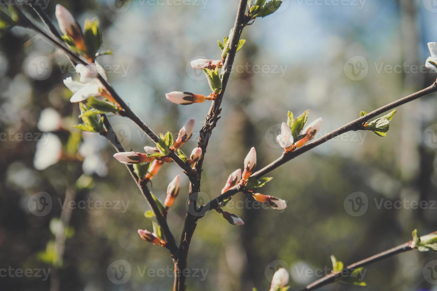 stänga upp körsbär blommar knoppar på gren begrepp Foto