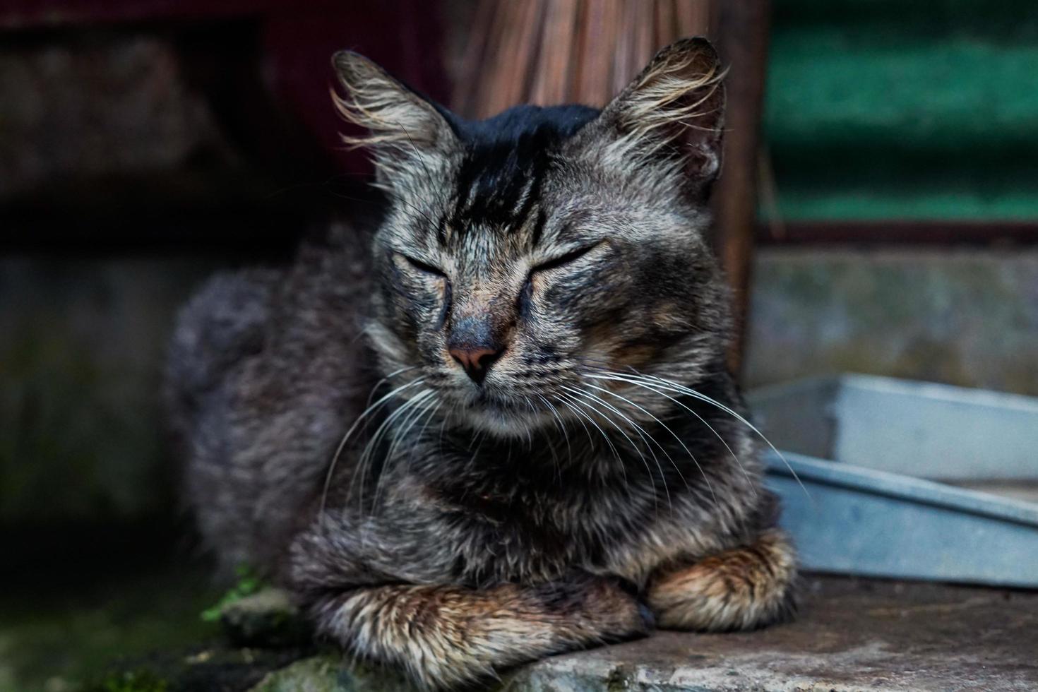 de katt är sovande på de golv foto