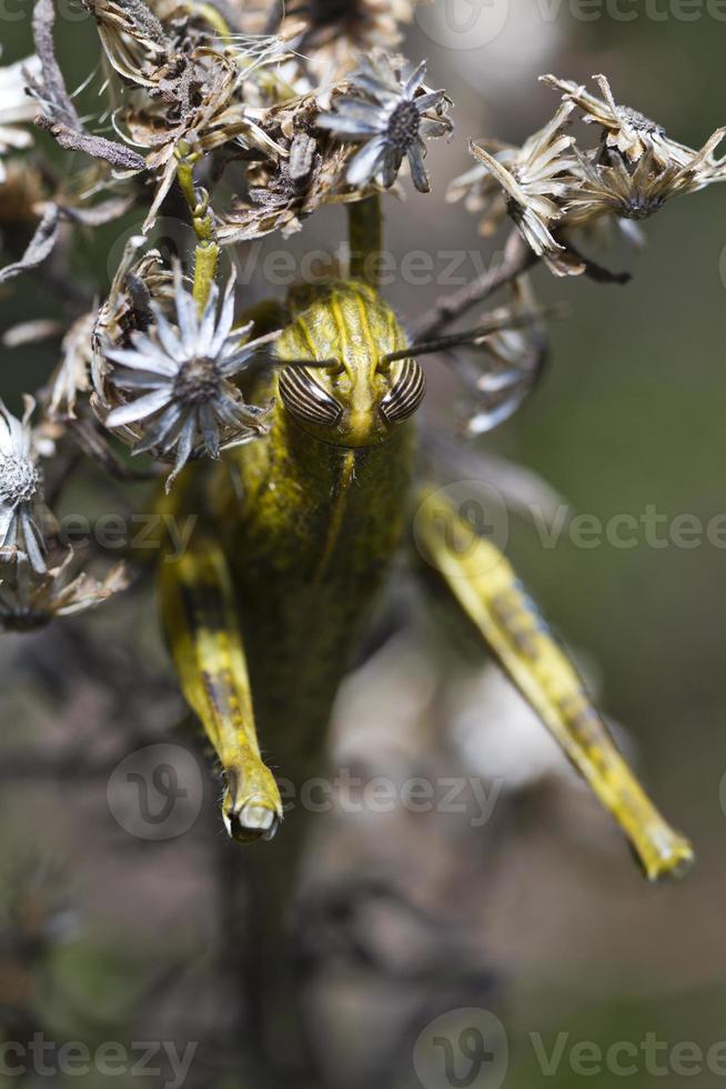 egyptisk gräshoppa anakridium aegyptium foto