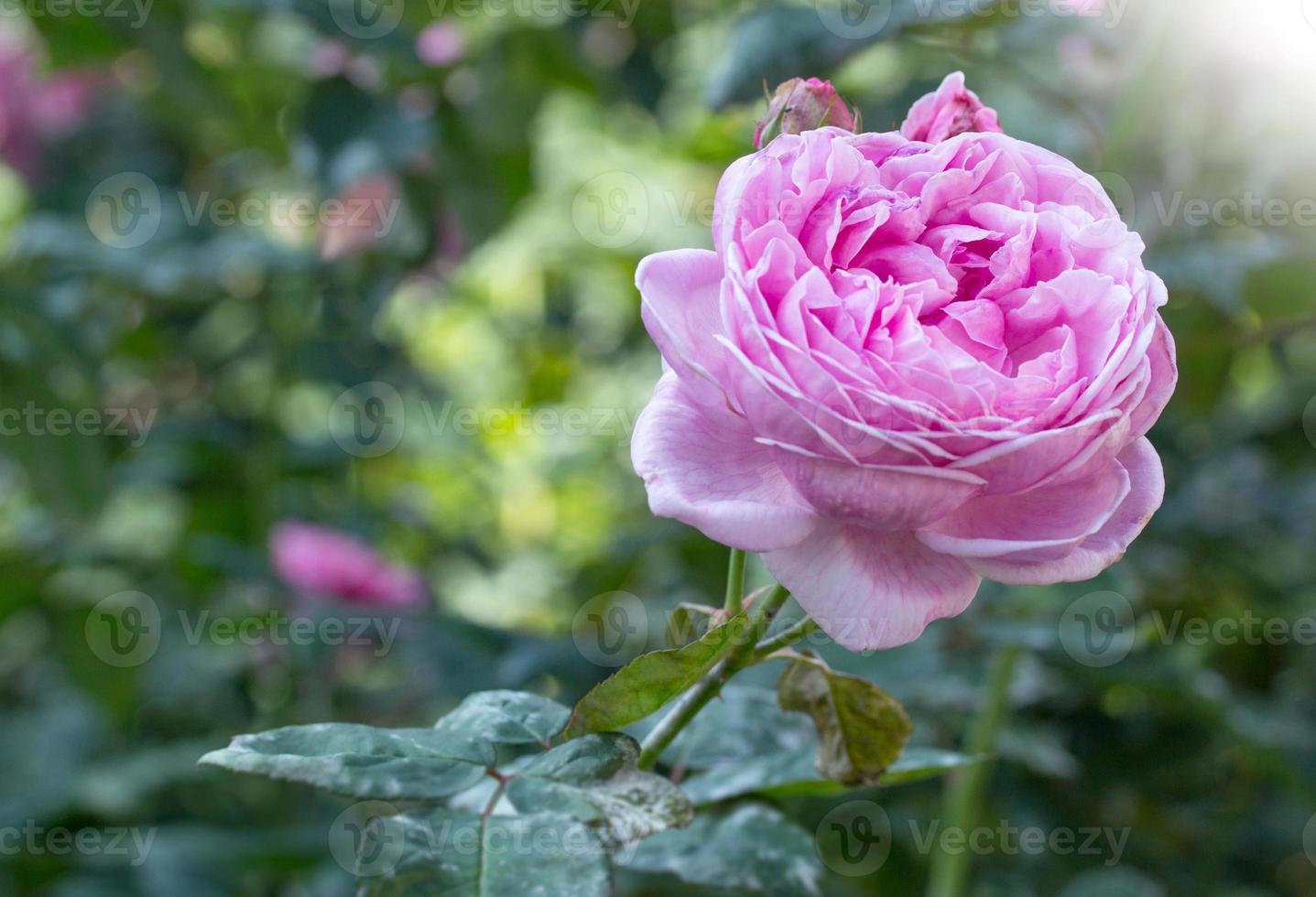 rosa rosblomma i en trädgård foto