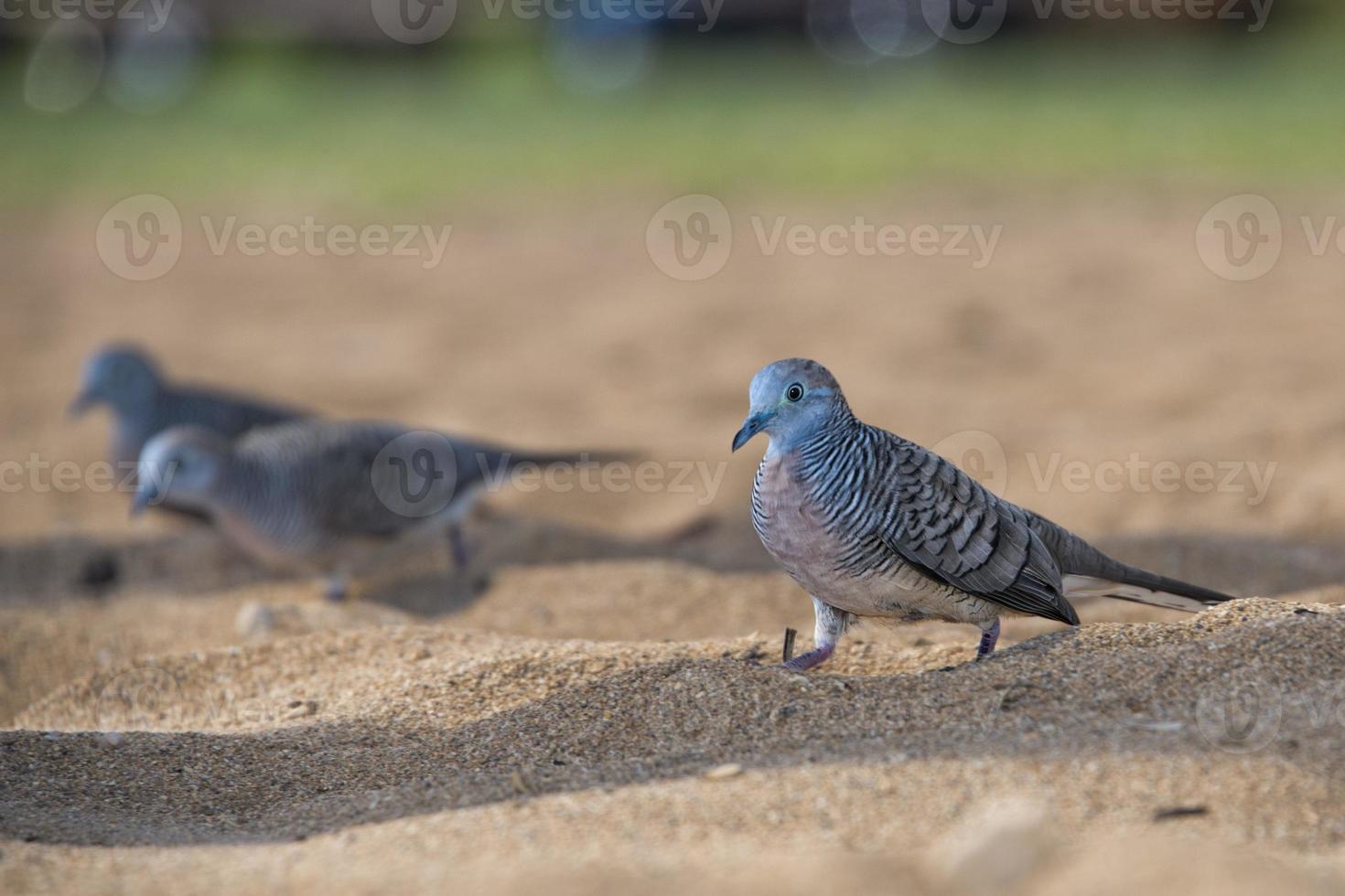 kinesisk fick syn på duva på hawaiian sandig strand foto