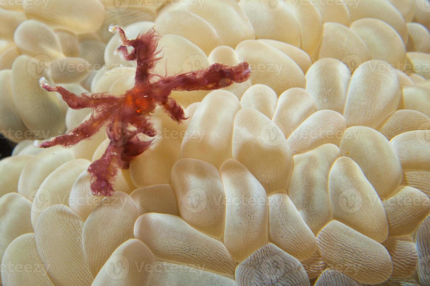 röd orang utan krabba på bubbla korall foto