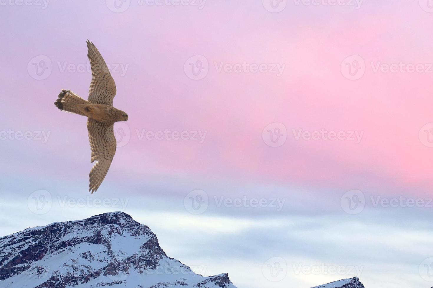 peregrine falk flygande över snö berg solnedgång bakgrund foto