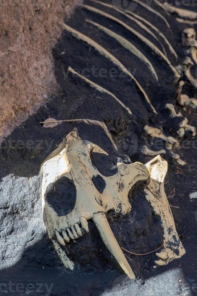 dinosaurie ben på forskning webbplats foto